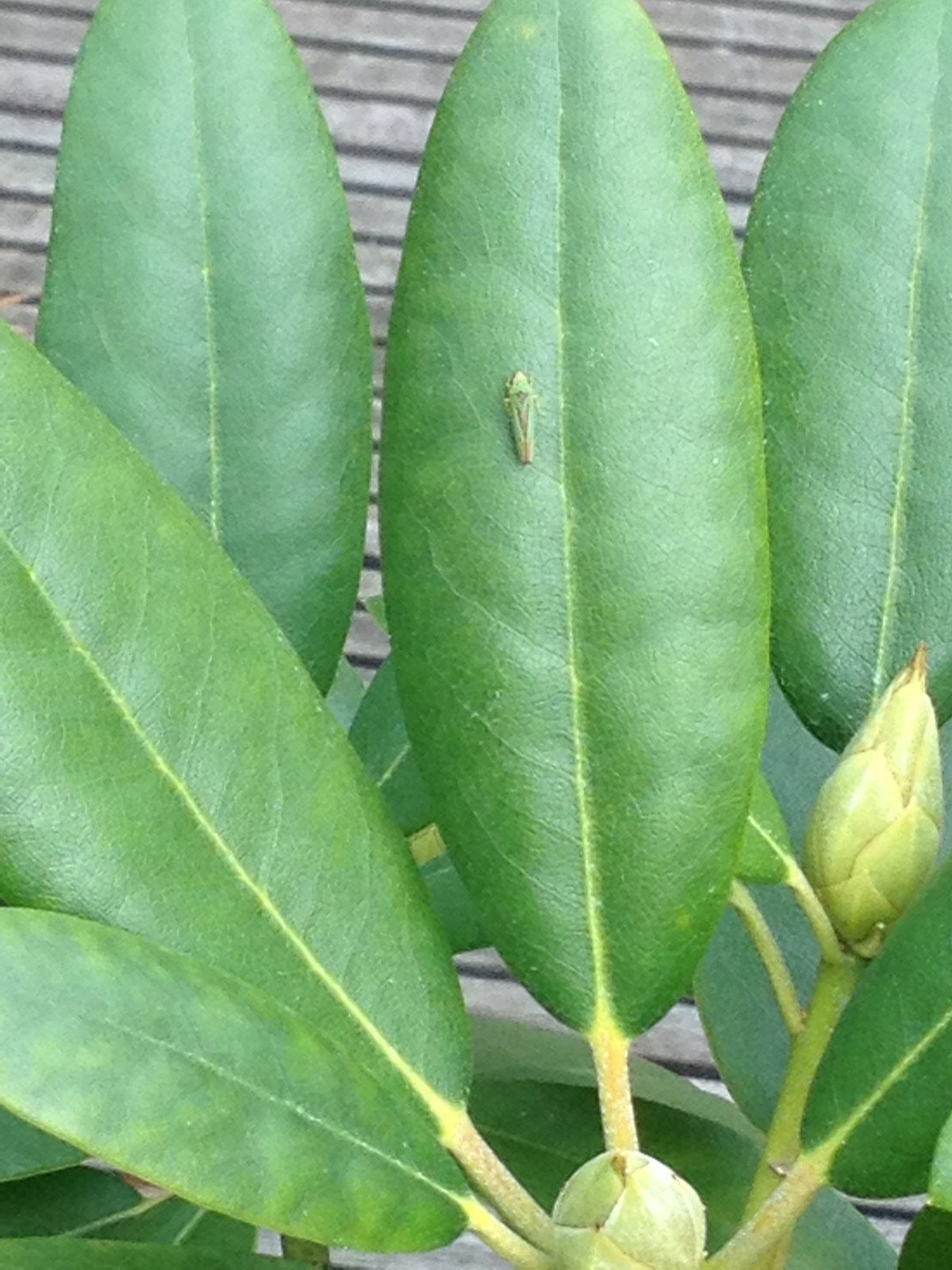 Rhododendron mit Befall durch Rhododendronzikaden
