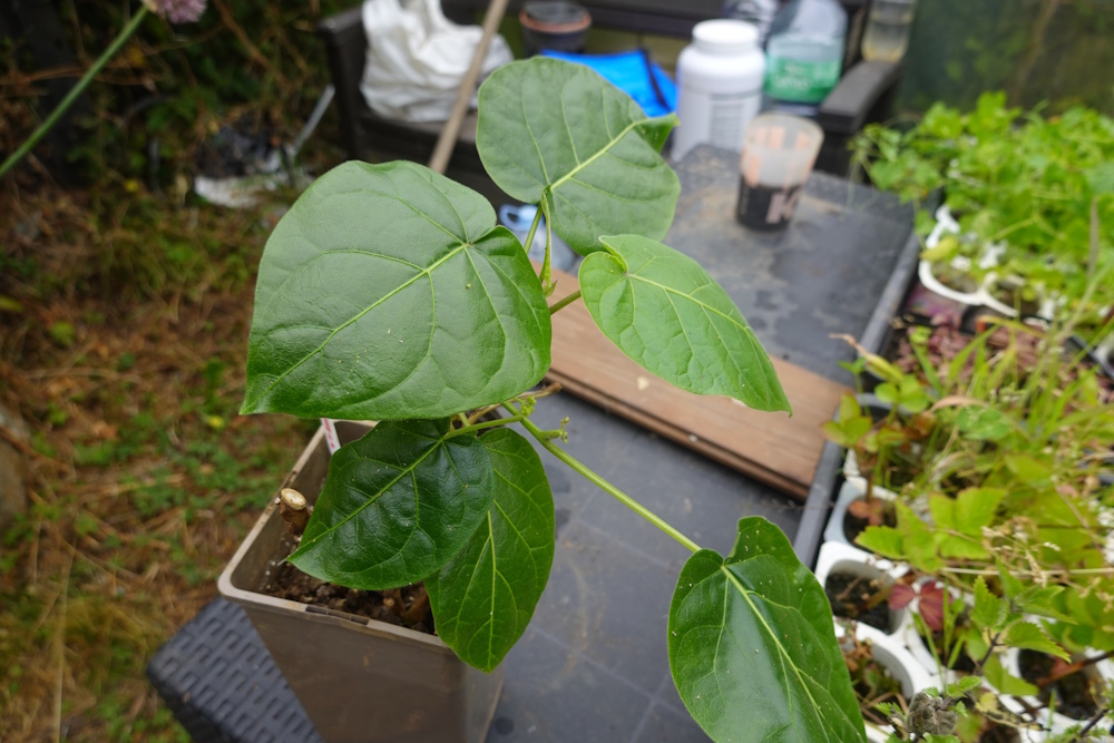 Pflanzenkunde im Garten- und Landschaftsbau