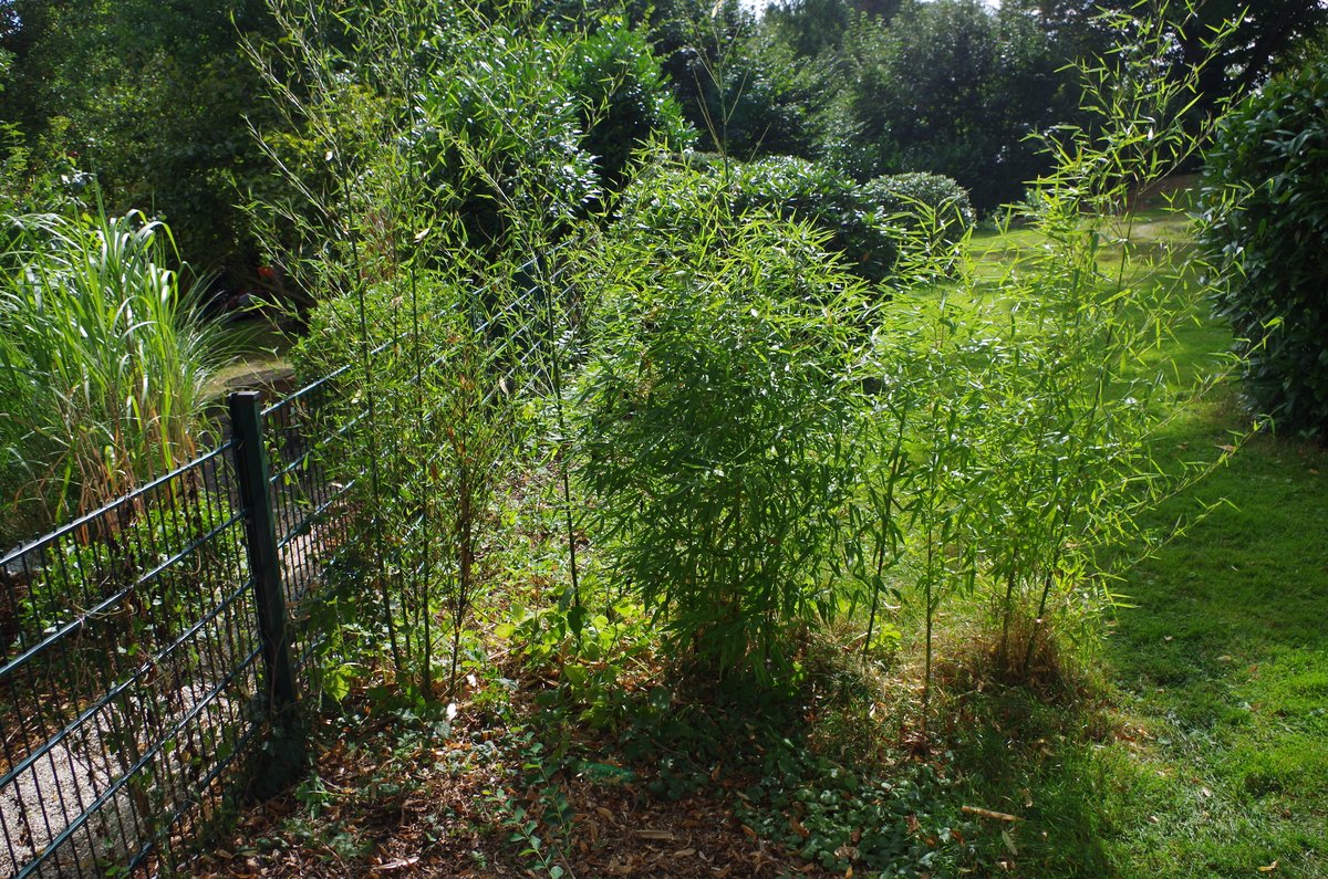 Neue Bambustriebe auf dem Nachbargrundstück, entstanden aus Rhizomen
