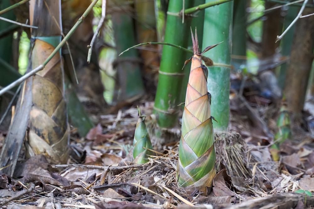 Freigelegte Bambusrhizome vom angrenzenden Grundstück im Erdreich
